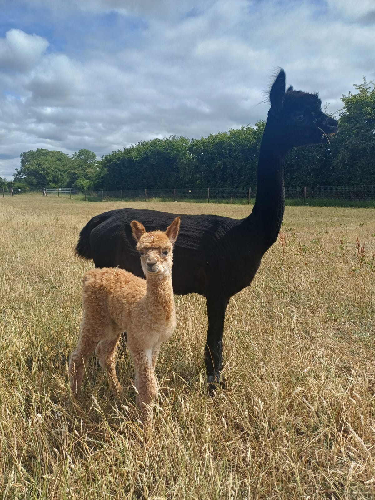 Fae Cria with mum Elderflower
